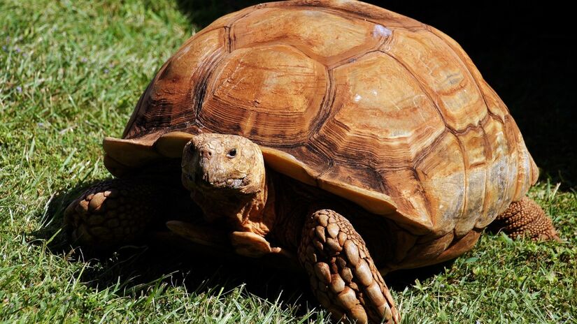 Elas são as maiores tartarugas terrestres do planeta, chegando a pesar o mesmo que um carro popular! / Bernard Spragg. NZ/Wikimedia Commons