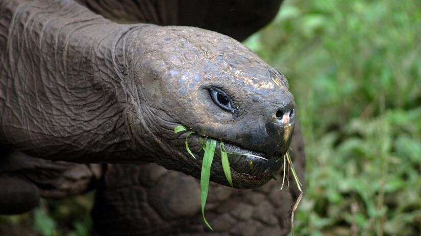 Devagar e sempre: essas gigantes passam cerca de 16 horas por dia descansando. Uma vida bem tranquila, não acha? / Charles J. Sharp/Wikimedia Commons