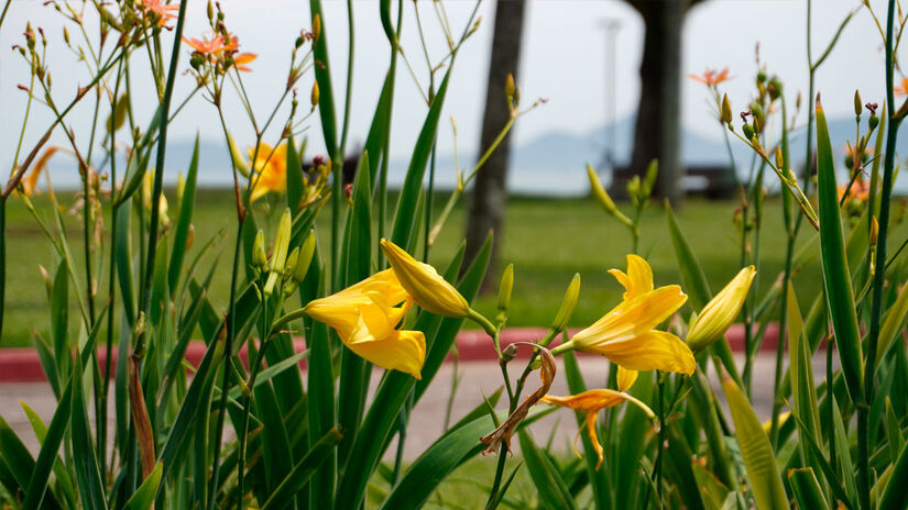 Renan Lousada - Diário do Litoral