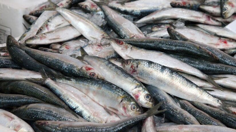 Permissionários esperam aumento no movimento durante o fim de semana /PMS