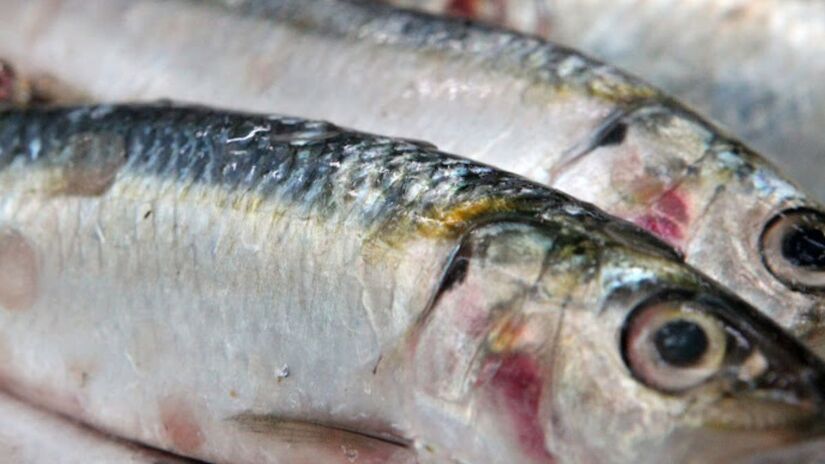 Espaço na Ponta da Praia tem estrutura acessível e estacionamento para visitantes /PMS