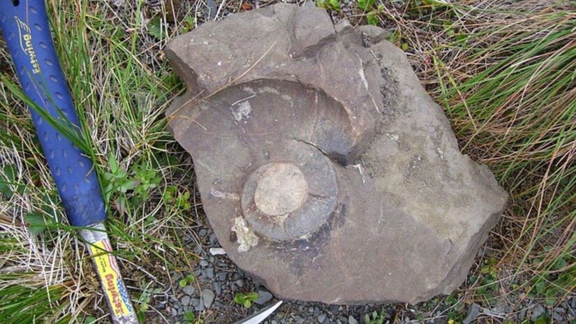 Estudar fósseis permite entender como eram espécies que viveram no passado / Pixabay