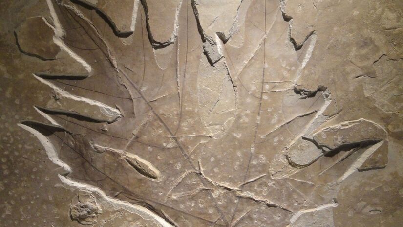 Os fósseis funcionam como pistas que revelam a evolução das espécies / Pixabay