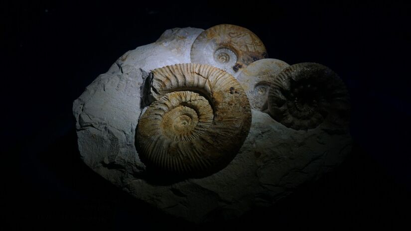 Graças aos fósseis, cientistas conseguem investigar ambientes e formas de vida antigas / Pixabay