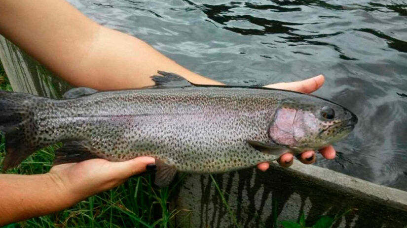 Reprodu&ccedil;&atilde;o