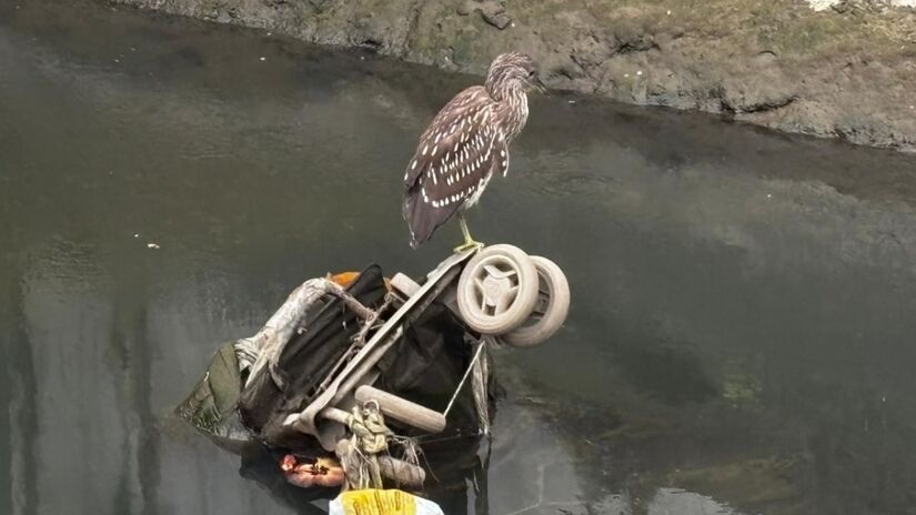 Sua plumagem em tons de marrom e bege ajuda a se misturar à vegetação / Jonatas Oliveira/DL