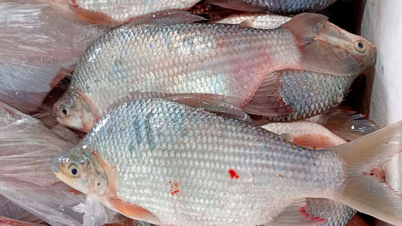 Reprodu&ccedil;&atilde;o