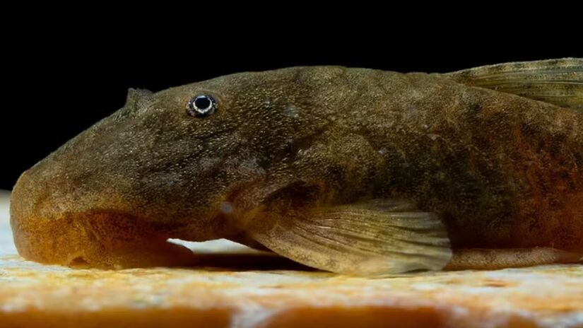 O destaque "m&iacute;stico" fica para a esp&eacute;cie encontrada em S&atilde;o Thom&eacute; das Letras / Divulga&ccedil;&atilde;o/https://doi.org/10.1111/jfb.70319