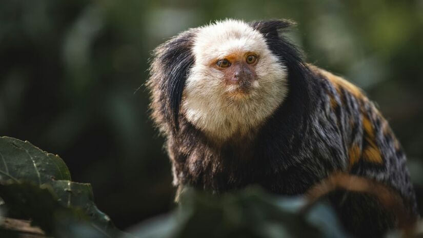 Oferta de alimento facilita superpopulação e altera hábitos naturais dos saguis /Unsplash