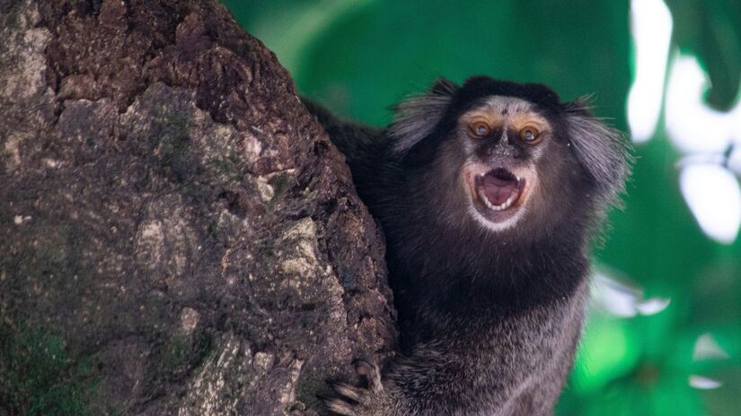 Espécie invasora pressiona primatas nativos da Mata Atlântica /Unsplash