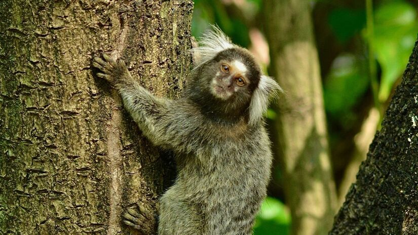 Presença em áreas urbanas aumenta com a dependência de comida humana /Unsplash