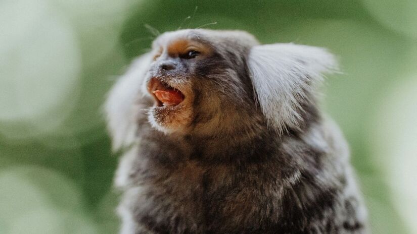 Contato direto amplia risco de transmissão de doenças /Unsplash