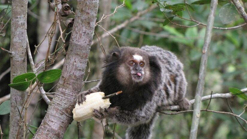 Orientação é manter distância e evitar qualquer tipo de alimentação /Unsplash