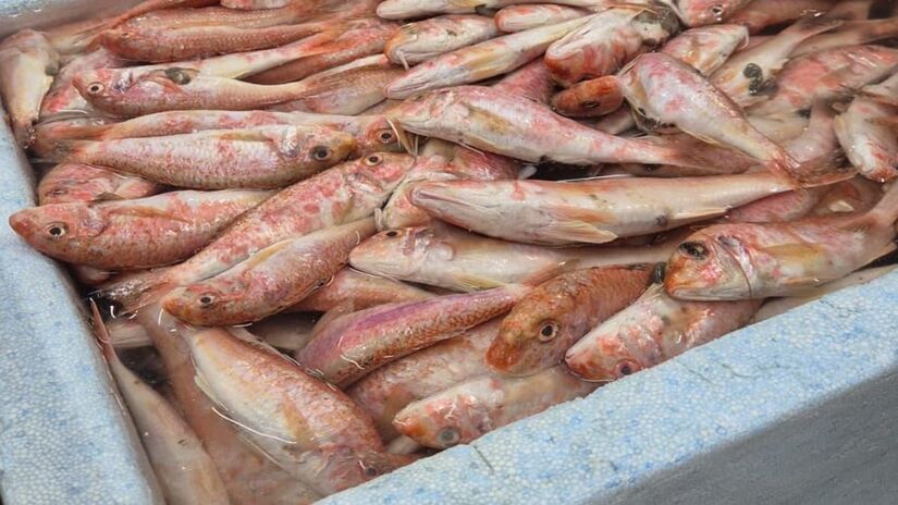 Por isso sua localização costuma ser no fundo do mar, seguindo os rastros desses crustáceos (Rafael Urbaneja/Divulgação)