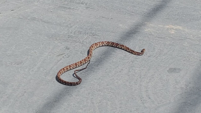 Em caso de picada, a vítima deve ser levada imediatamente à unidade de pronto atendimento mais próxima / Gustavo Carvalho