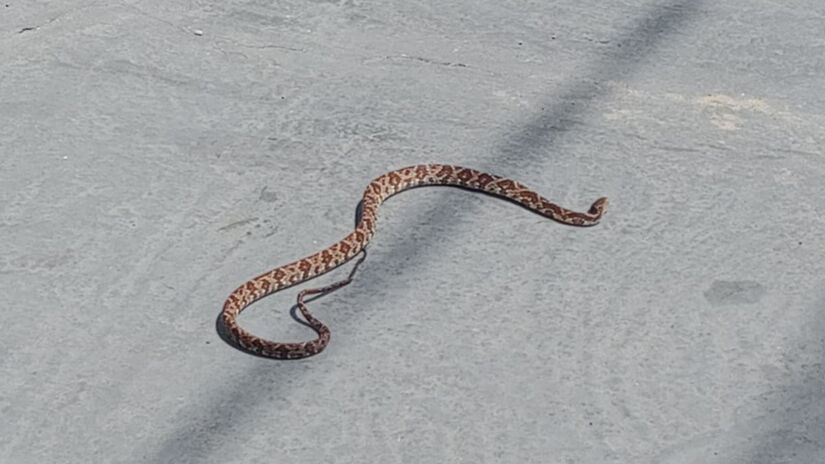 A Bothrops jararaca é a serpente mais comum no Sudeste brasileiro / Gustavo Carvalho