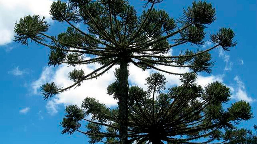 O espaço reúne jardins inspirados na imigração japonesa e barracas de artesanato/Prefeitura Santo Antônio do Pinhal