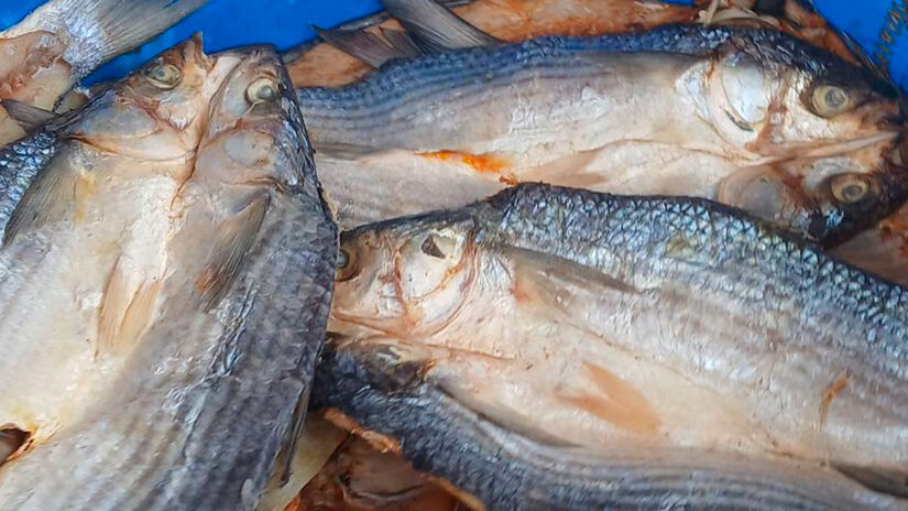 Reprodu&ccedil;&atilde;o