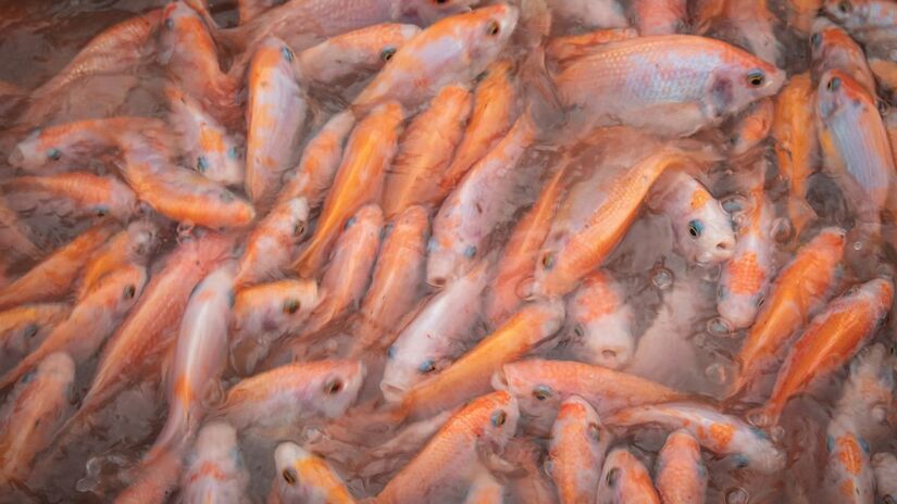 Projeto de lei quer barrar entrada de tilápia importada no Brasil /Unsplash