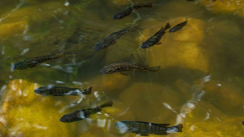 Proposta cita risco de vírus, fungos e parasitas na piscicultura nacional /Unsplash