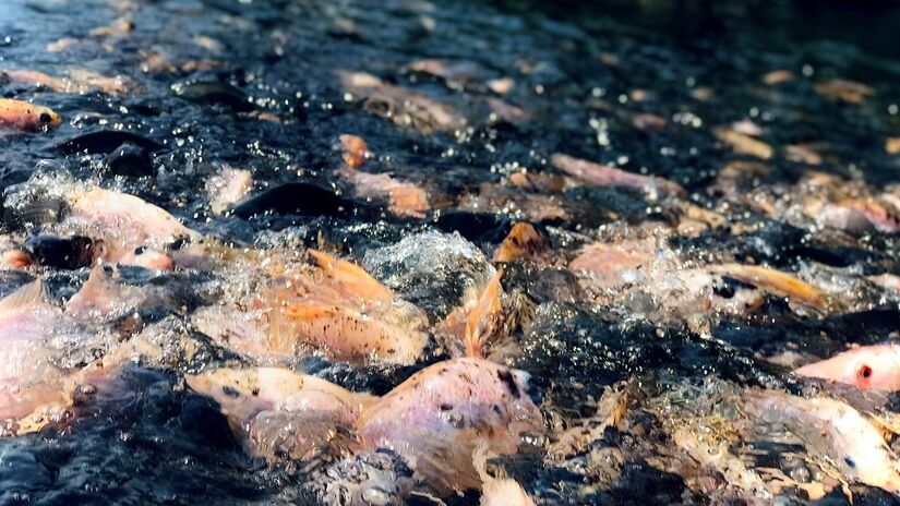 Medida prevê apreensão ou destruição do pescado importado irregularmente /Unsplash