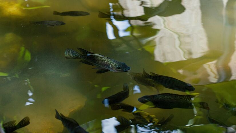 Produção brasileira de tilápia mais que dobrou entre 2020 e 2024 /Unsplash