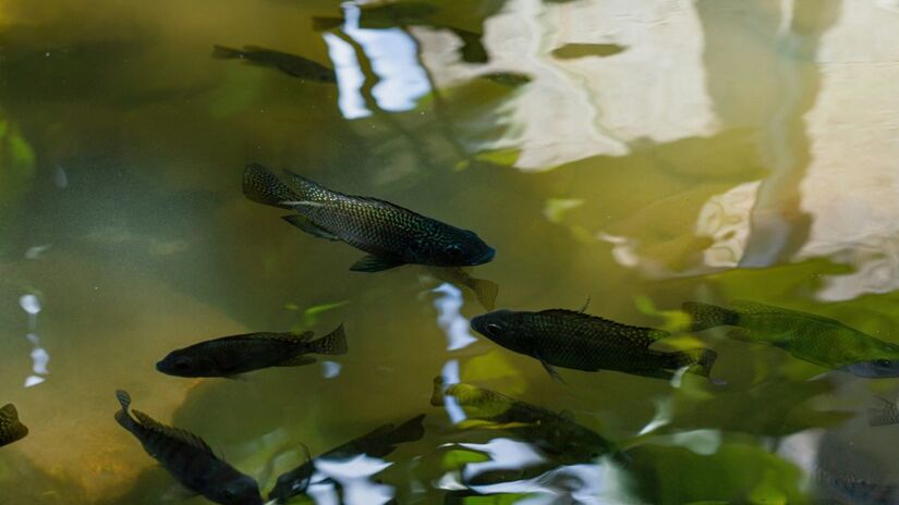 Paraná lidera produção nacional com cerca de 36% do volume total /Unsplash