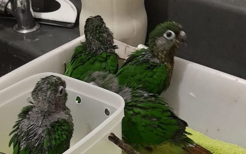 Já os periquitos-rico foram recolhidos por moradores da região / Divulgação