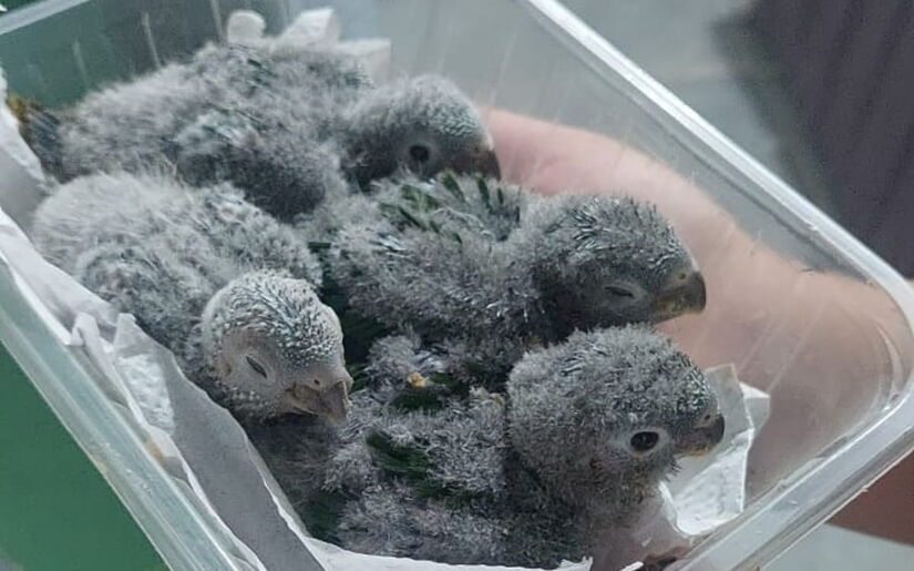 As tiribas-de-testa-vermelha foram resgatadas ainda filhotes pela equipe do Parque Estadual da Serra do Mar (PESM), no Núcleo Itariru / Divulgação