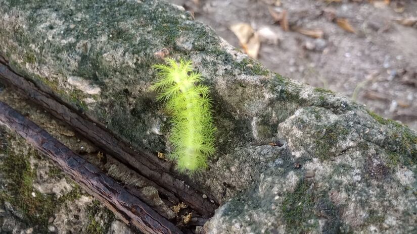 A lagarta é considerada praga em partes dos estados de Minas Gerais, São Paulo e Espírito Santo / Oliver Silva