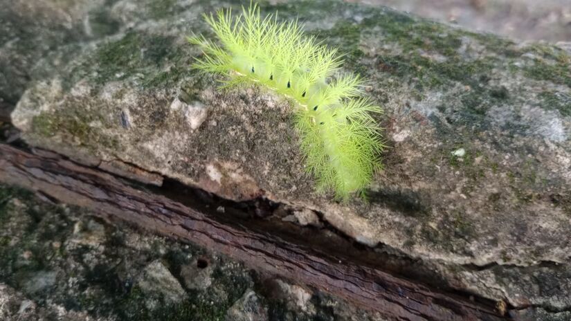 Ao encontrá-la, a orientação é não maltratar ou tentar remover o animal à força / Oliver Silva