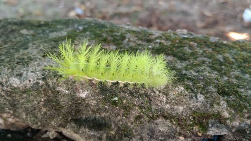 Além do Brasil, ela habita diversos países das Américas, entre o México e a Argentina / Oliver Silva