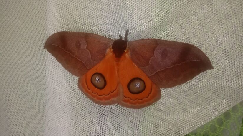 A mariposa dessa lagarta é de porte médio e possui camuflagem de folha seca / Oliver Silva