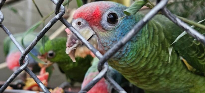 Os animais foram vítimas de uma tentativa de tráfico internacional de fauna silvestre registrada no final do ano passado/Divulgação