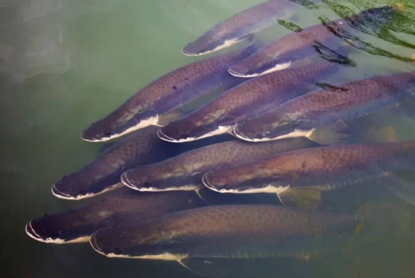 Gigante amazônico, o pirarucu já ultrapassa os 200 kg e agora preocupa autoridades ao surgir em rios do cerrado brasileiro/Sedam -RO