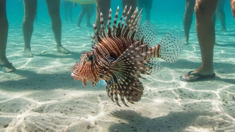 Esse registro demonstra que a espécie não apenas chegou à região, mas já consolida populações locais / Divulgação