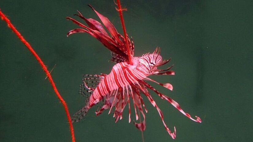 Comunidades costeiras enfrentam dificuldades devido à diminuição de espécies comerciais / Divulgação