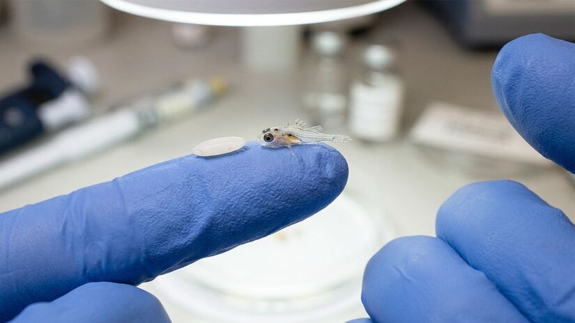 A recomendação das autoridades ambientais é clara: ao avistar um peixe-leão, jamais tente tocá-lo ou capturá-lo / Imagem gerada pelo Gemini