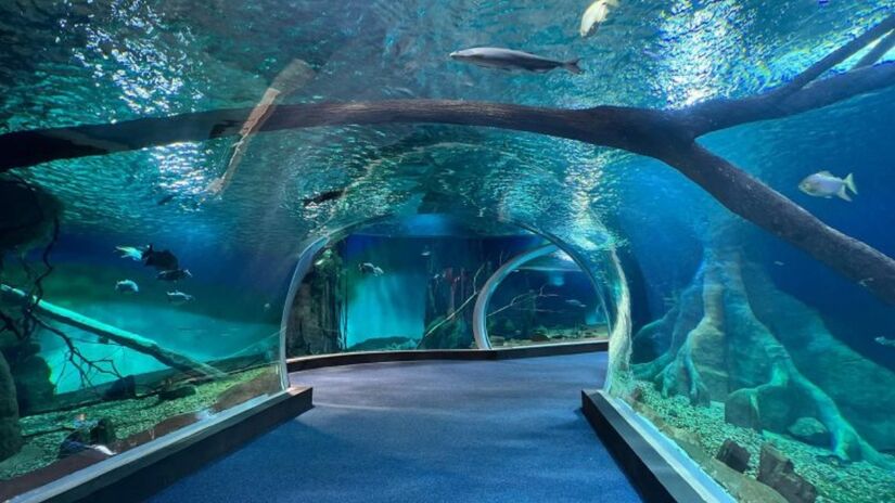 O Bioparque Pantanal é maior aquário de água doce do mundo, com 33 tanques e 220 espécies em quase 5 milhões de litros de água / Reprodução / Acervo Bioparque Pantanal