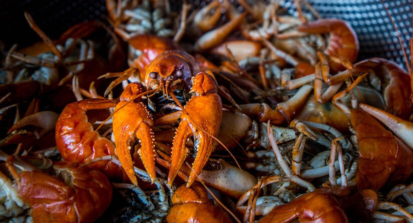 O plano também prevê a adoção de métodos mais humanitários no abate de peixes de cultivo. Pixabay