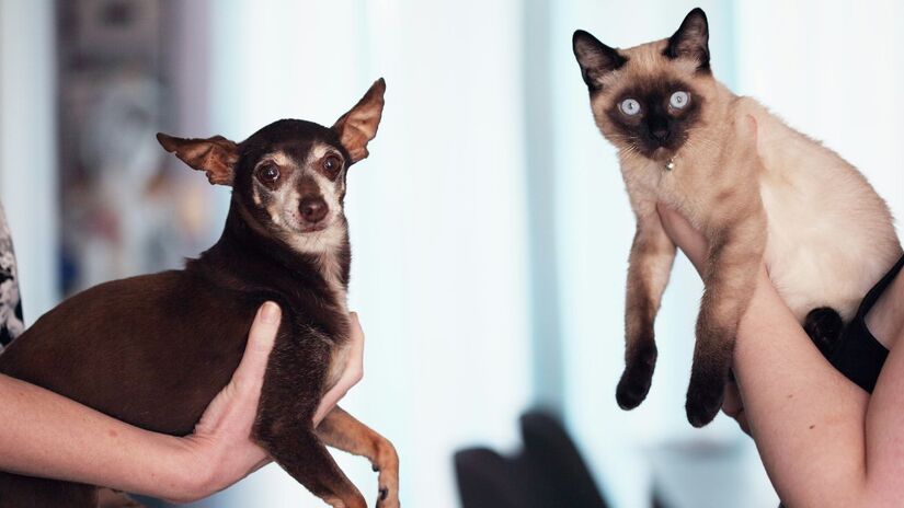 Pesquisar previamente sobre manejo e legislação do animal/Freepik