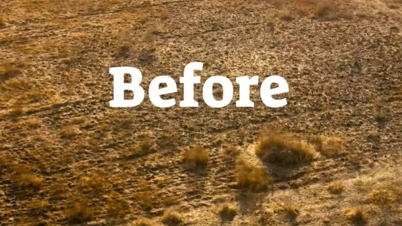 Antes: Um toco que parecia morto, mas guardava vida embaixo da terra. É daqui que começa a floresta. / Youtube Planet Wild
