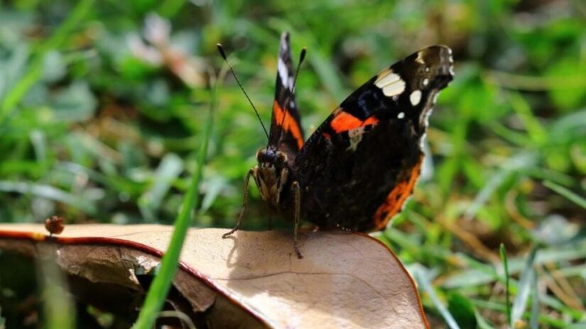 Atraídas por flores ricas em néctar e locais com boa incidência de luz solar, as borboletas utilizam os jardins como pontos de alimentação e reprodução. Plantas como lavandas e margaridas são as favoritas para garantir a visita desses polinizadores. /Freepik