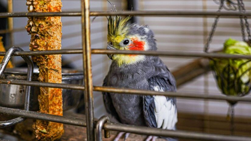 Providenciar ambiente adequado, como gaiolas, aquários, terrários ou viveiros;Pexels