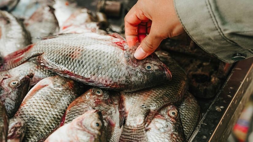 
Enquanto o produtor mineiro paga ICMS sobre cada quilo de tilápia comercializado, o filé importado do Vietnã entra no estado sem a mesma carga tributária. Para quem vive da piscicultura, a sensação é de que o mercado pune quem produz localmente/Pexels