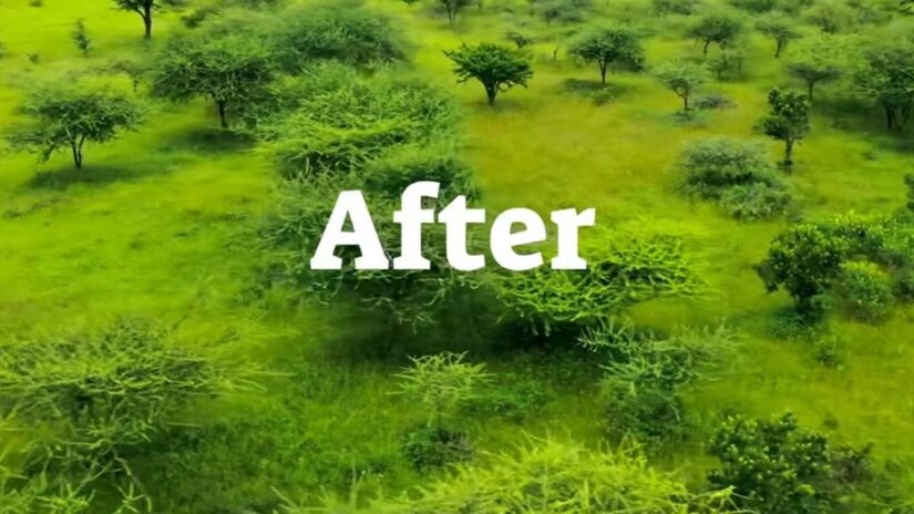 Depois: O gesto mais simples pode mudar uma paisagem inteira, escolher os brotos certos e deixar a natureza fazer o resto. / Youtube Planet Wild
