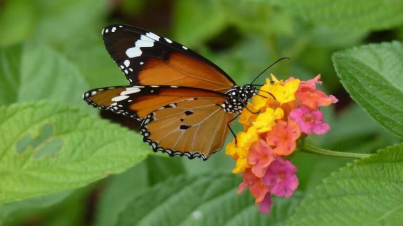 Consideradas símbolos de renovação em diversas culturas devido à sua metamorfose completa, as borboletas trazem vida e movimento aos espaços externos. Observar sua presença ajuda a reconectar os moradores com os ritmos naturais da fauna urbana. /Freepik