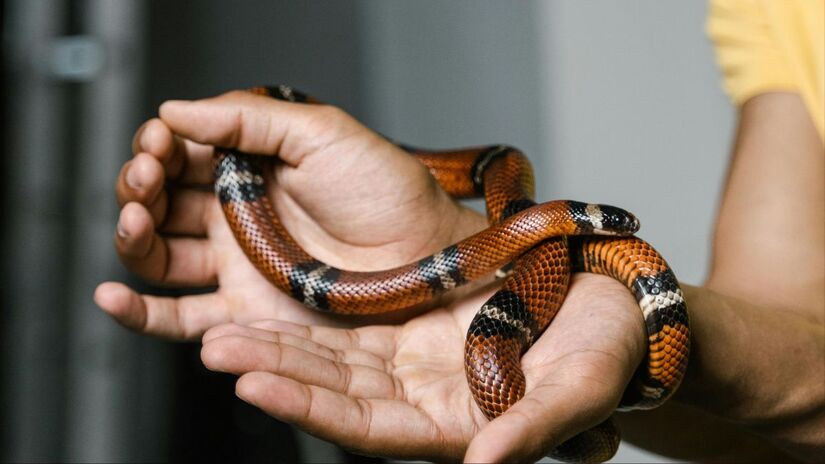 Oferecer alimentação específica, sem improvisos;Pexels