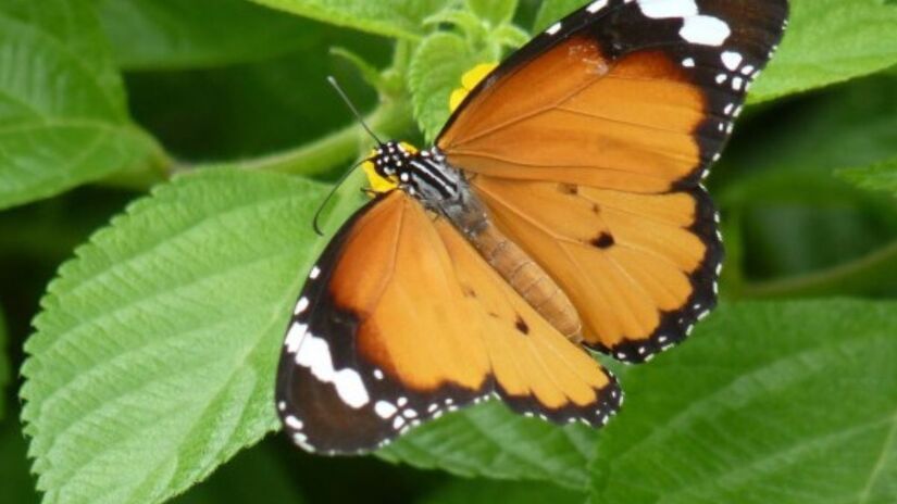Manter um jardim atrativo para borboletas exige cuidados simples, como evitar inseticidas químicos e preservar áreas de umidade e sombra. Criar esses "oásis" no quintal contribui diretamente para a preservação da biodiversidade na região. /Freepik