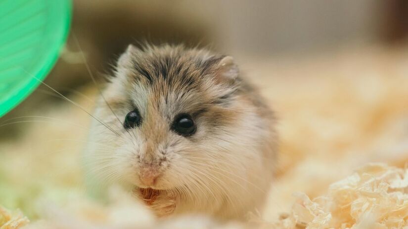 Garantir acompanhamento veterinário especializado;
Evitar o comércio ilegal e o tráfico de animais.Pexels